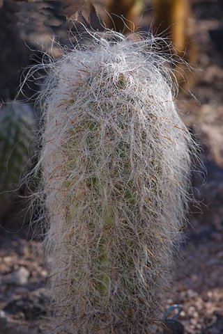 Oreocereus_celsianus_3